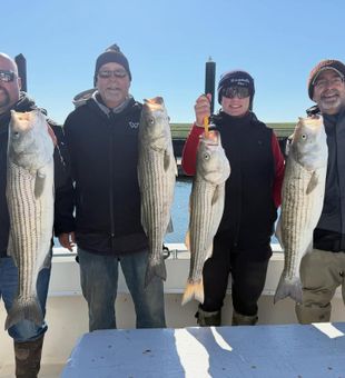Quality striped bass catch with a strong group on a productive fishing charter