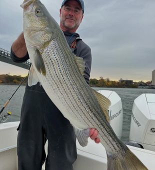 Trophy Sized Striped Bass