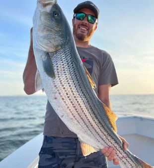 Cape Cod Striped Bass