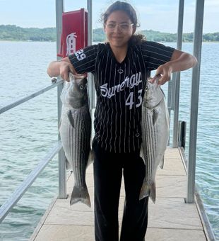 Striped bass pulling drag