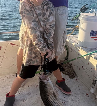 Beautiful Beaver Lake striped bass on the boat!