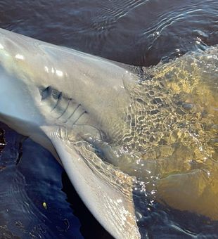 Shark action heating up in New Smyrna Beach