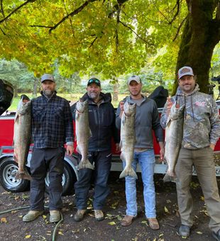 Amazing Salmon Fish in Rivers
