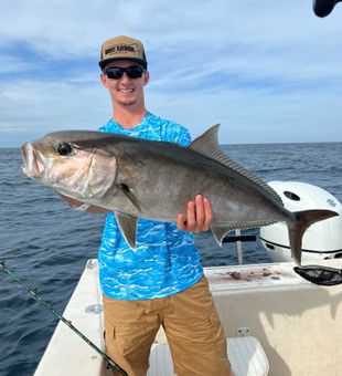 Amberjack in Pensacola, FL