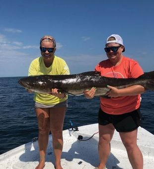 Cobia in Pensacola, FL
