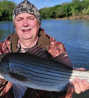 Nice striped bass from Forest Inn PA waters!