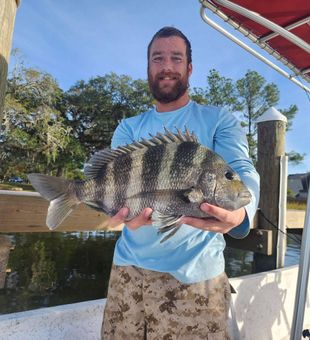 Gulf Shores sheepshead with perfect black stripes!