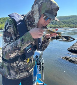 Spirited Potomac River Smallmouth Bass Catch