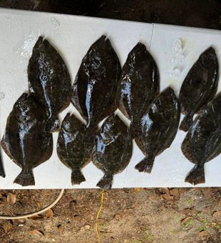 Flounder Biting in the Bay