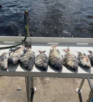 Seven sheepshead and one black drum from Jacksonville waters!