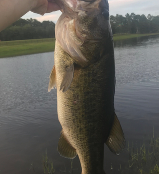 Guided Bass Fishing Adventures in Florida