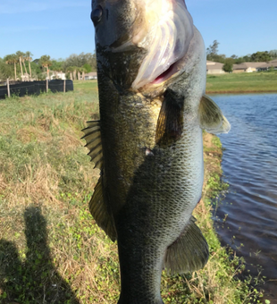 Florida Bass Guides