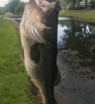 Fly Fishing Fun - Largemouth Bass