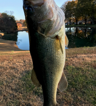 Pond Fishing Florida