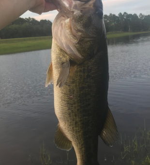 Book Bass Fishing Musician on Guidesly