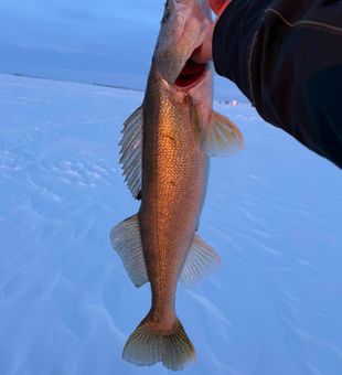 Winter fishing in Saskatchewan, SK brings frozen lakes, fresh powder, and nonstop action beneath the ice.