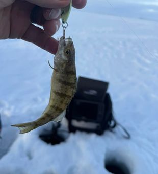 Experience ice fishing in Saskatchewan, SK where crisp winter air meets hard strikes and unforgettable northern adventures.