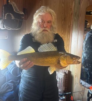 Trophy walleye from an epic ice fishing session.