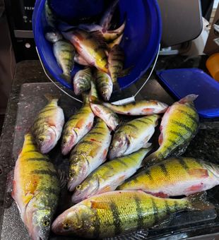 Yellow perch catch from freshwater trip.