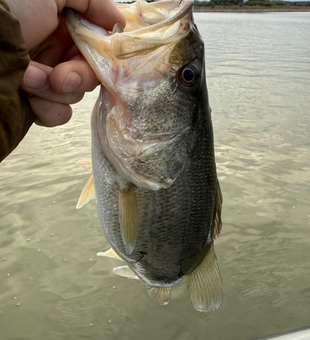 Nice bass caught at Lake Austin!