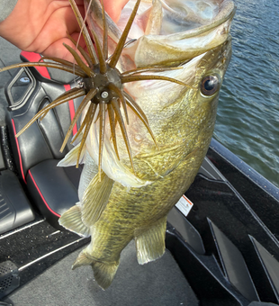 Big bass action at Lake Austin!