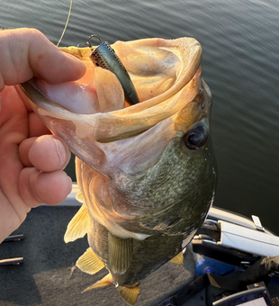 Nice bass on light tackle! Clear conditions made for an exciting day on the water.