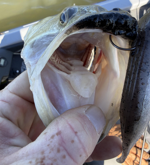 Big catch with fly fishing light tackle at Lake Austin!