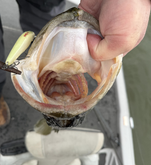 Nice catch at Lake Austin with fly fishing!