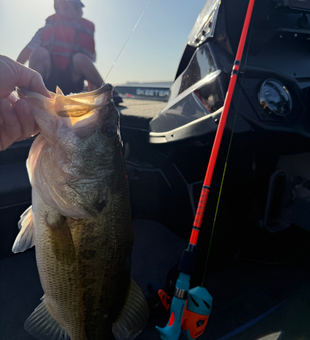 Big catch on Lake Austin using light tackle!