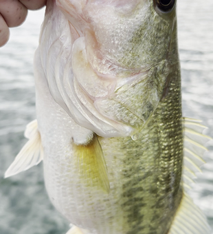 Fly fishing finesse lands a prized Largemouth Bass!
