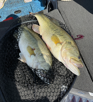 Double catch success on Lake Austin waters!