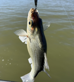 Nice white bass from Lake Austin waters!
