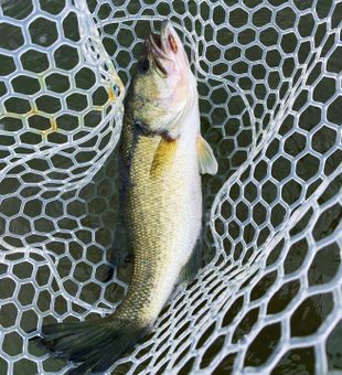 Solid largemouth bass catch