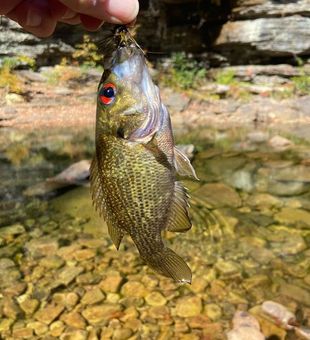 Blasting Rock Bass