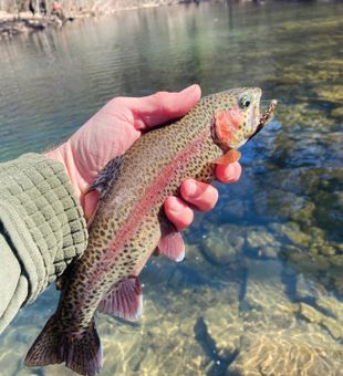 Solid rainbow trout catch! 🎣