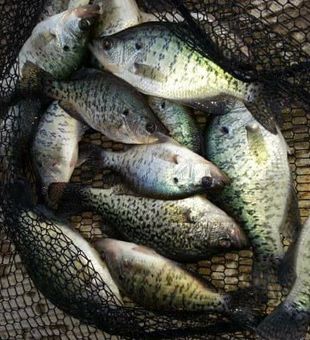 Catch of the day: Branson crappies