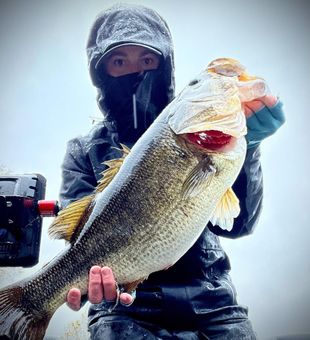 Smallmouth Bass Fish From Old Forge, PA