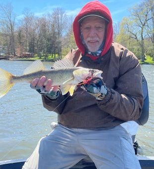 Walleye Fish Hooked From Old Forge
