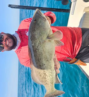 Gag grouper 