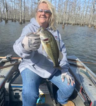 Landing a beautiful largemouth bass!
