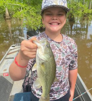 Pickwick Lake Bass Strike!