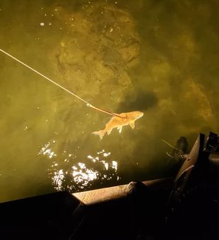 River Fishing Adventure: PA Bowfishing