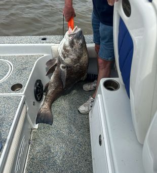 Reel in the Fun: Louisiana Black Drum Fishing