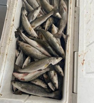 Speckled trout action in Theriot Louisiana waters!
