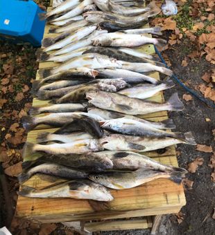 Apalachicola, FL Inshore Run with a Top Guide