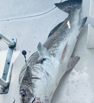Create unforgettable family memories while exploring the pristine backwaters and estuaries of Apalachicola, one of Florida’s hidden gems for inshore fishing.