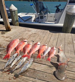 Red snapper and bonnethead shark from Point Comfort TX!