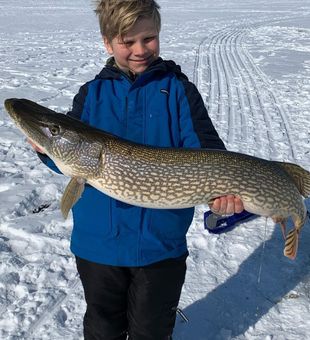 Mesmerizing patterns: the Northern Pike!