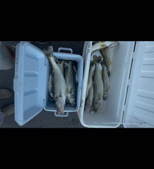 What a great charter today caught some monsters and a 5 man limit in 4.5 hours reach out and let’s get you schedule for your own charter with us!