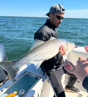 Big striped bass catch offshore action